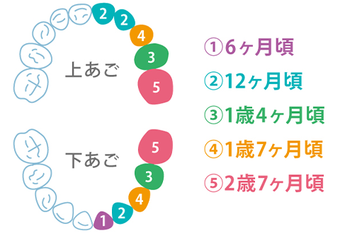 乳歯が生える順序とタイミング